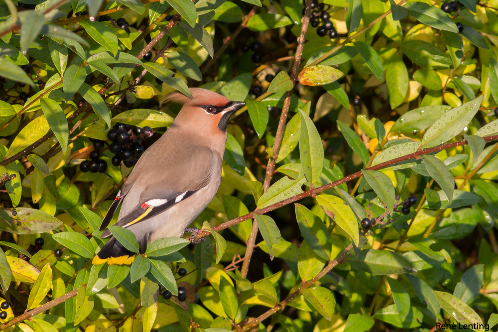 Pestvogel