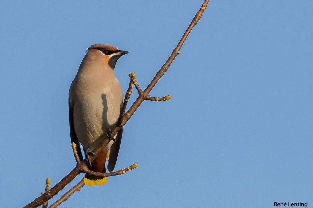 Pestvogel