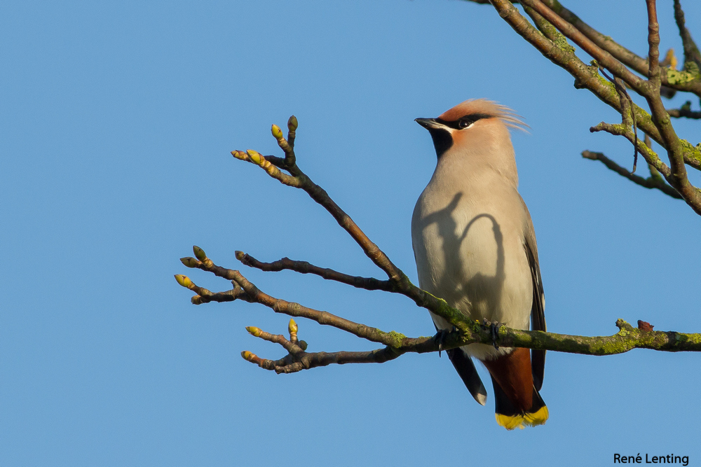 Pestvogel