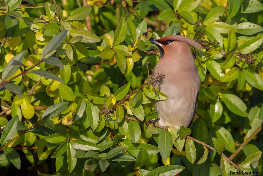Pestvogel