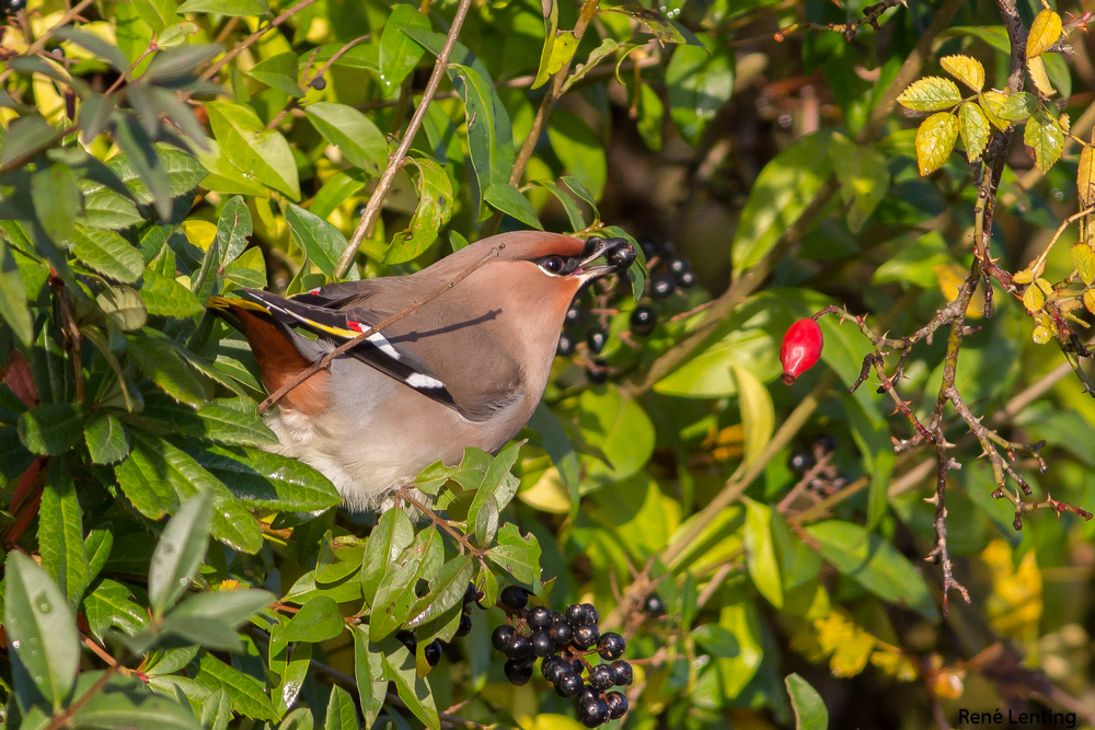 Pestvogel