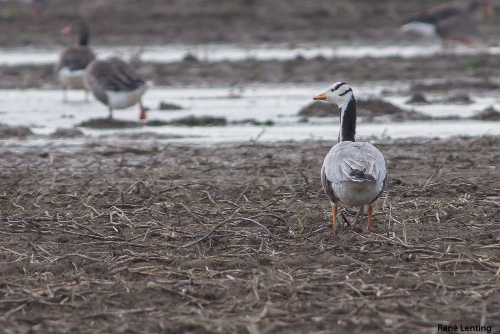 Indische Gans