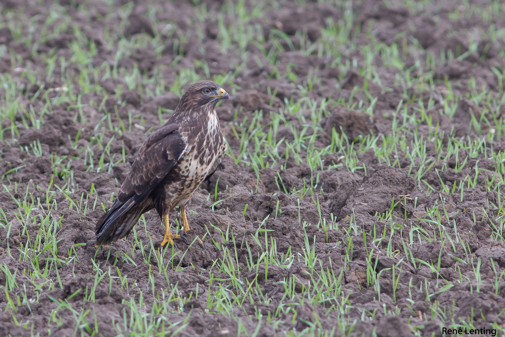 Buizerd