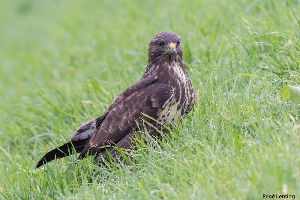 Buizerd