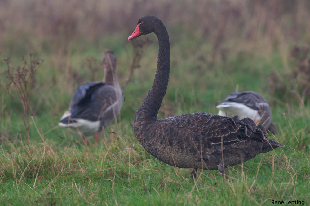Zwarte Zwaan