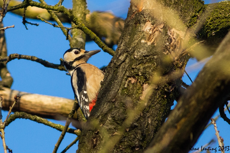 Grote Bonte Specht