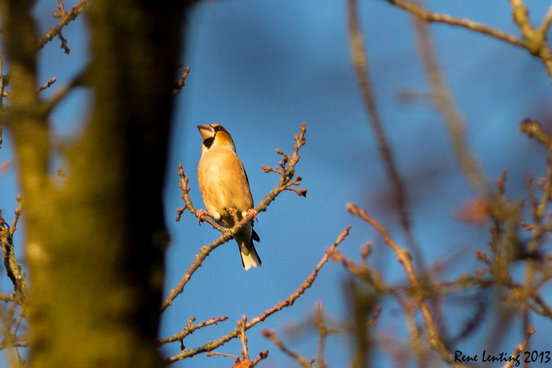 Appelvink