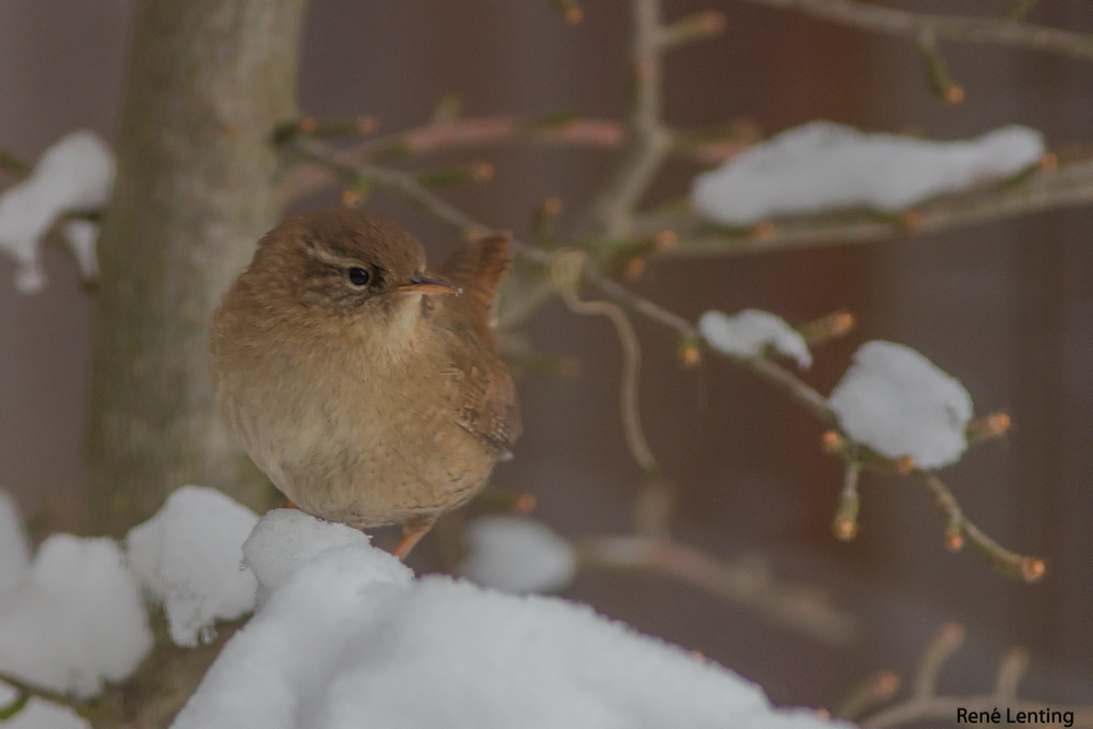 Winterkoning