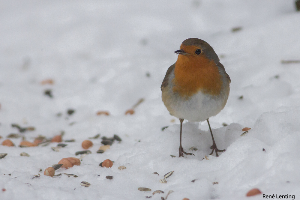 Roodborst