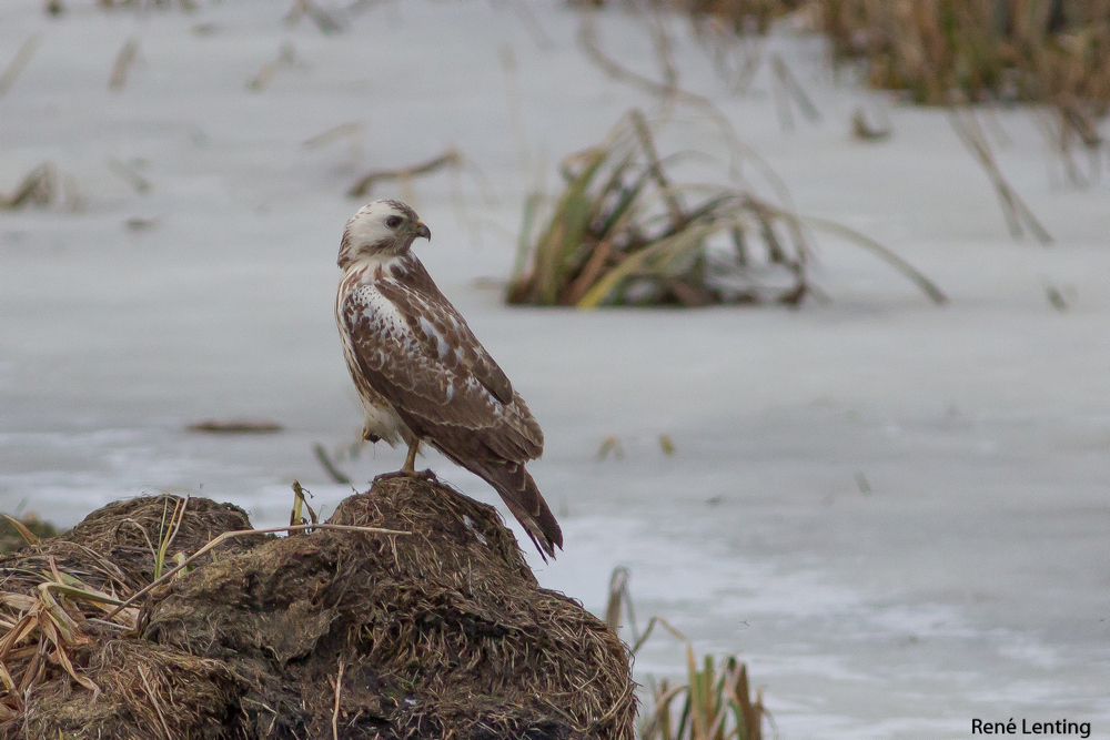 Buizerd