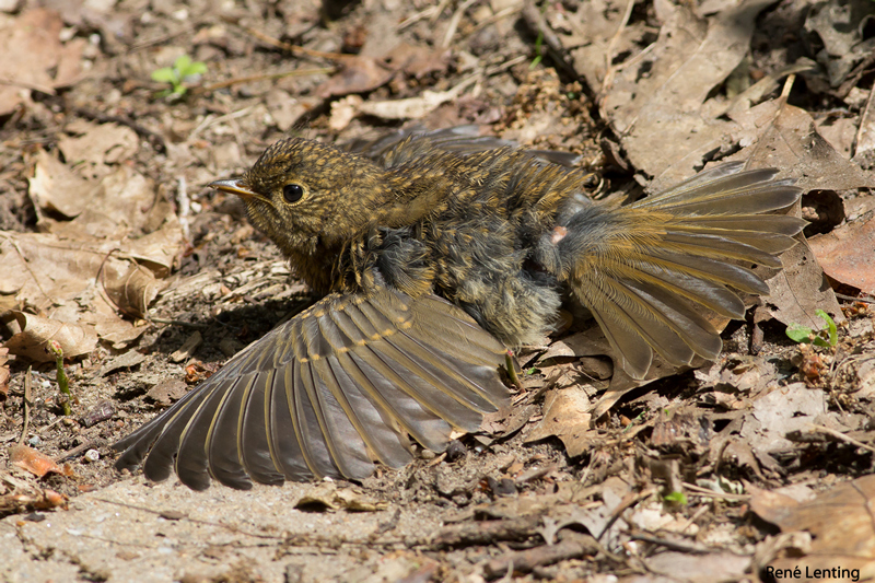 Roodborst
