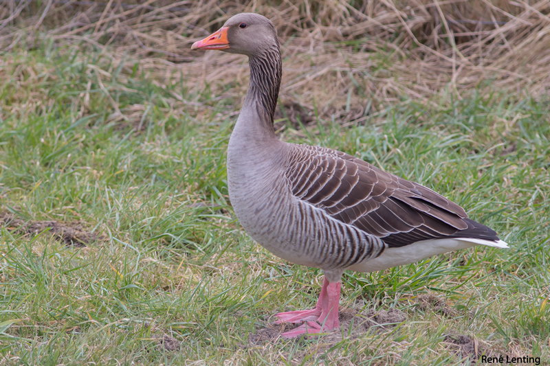 Grauwe Gans