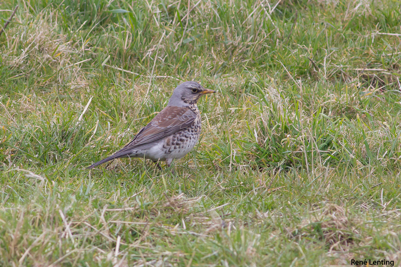 Kramsvogel