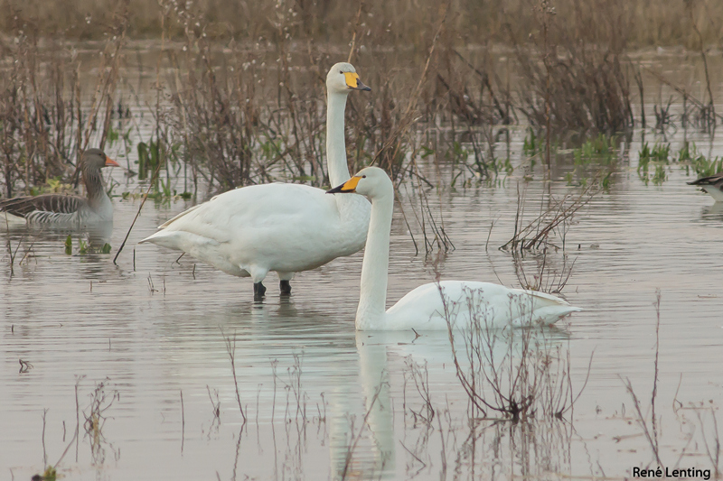 Wilde Zwaan