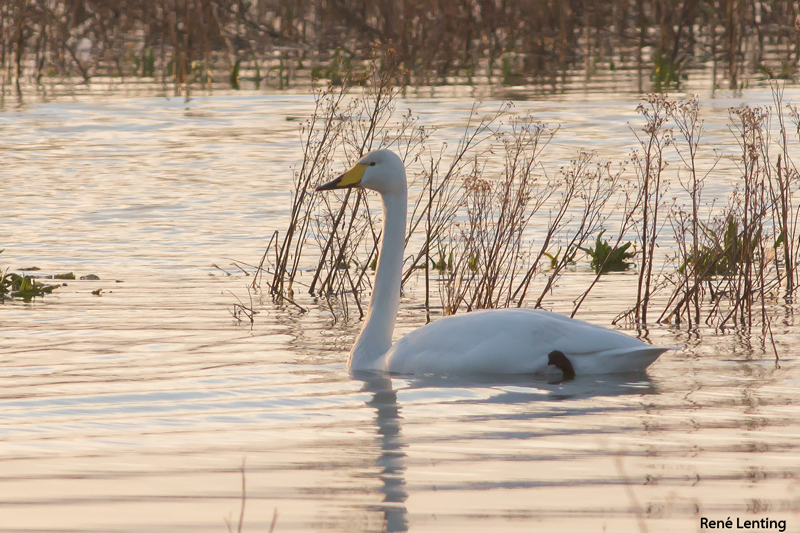Wilde Zwaan