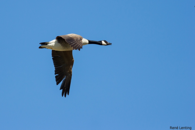 Grote Canadese Gans