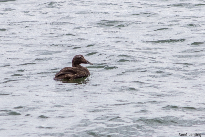 Eider