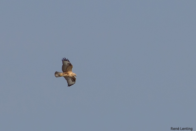 Arendbuizerd