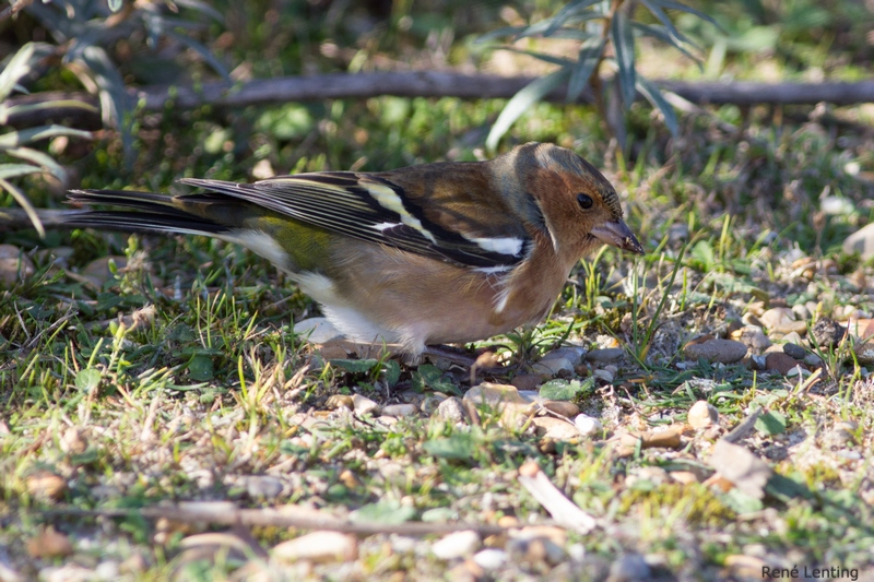 Vink