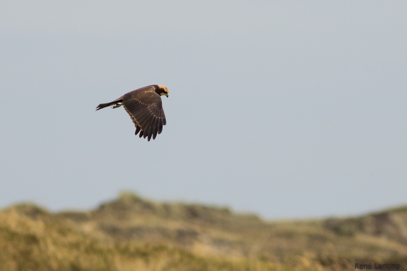 Bruine Kiekendief