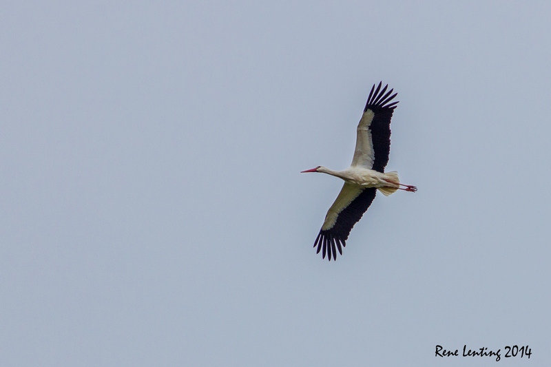Ooievaar