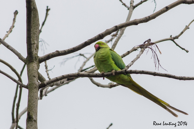 Halsbandparkiet