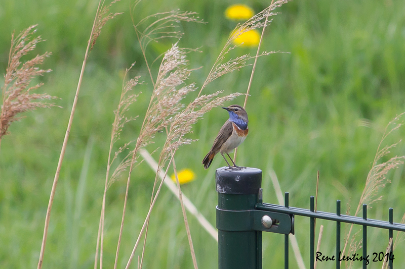 Blauwborst