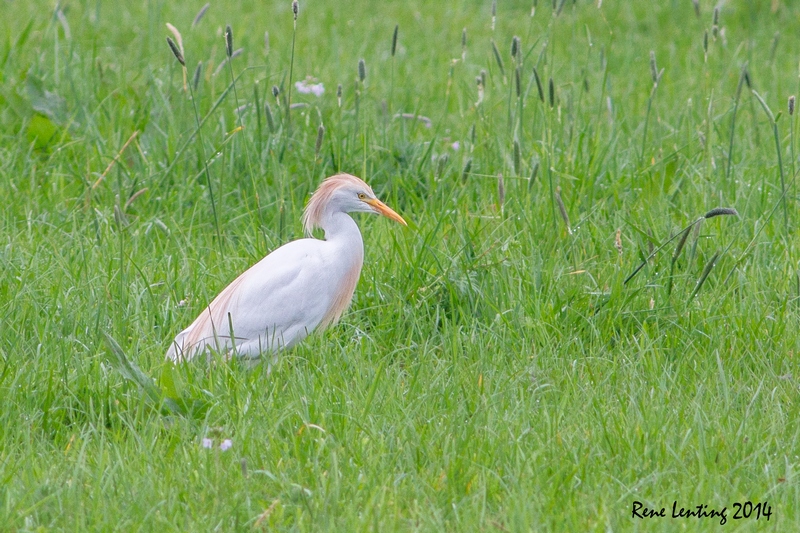 Koereiger