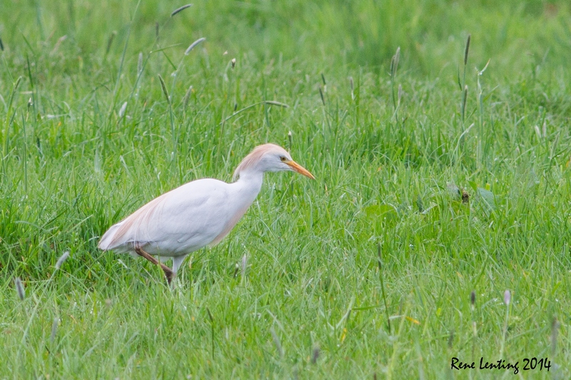Koereiger