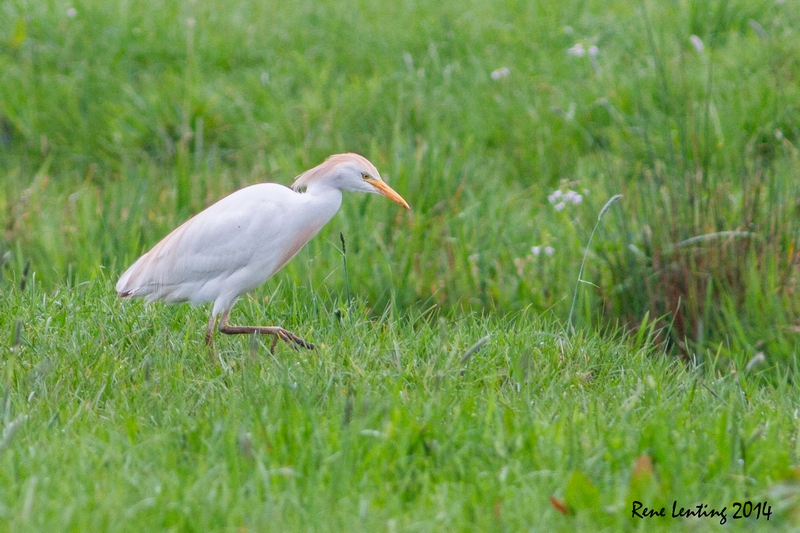 Koereiger