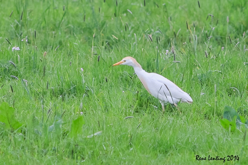 Koereiger
