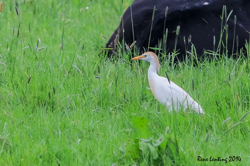 Koereiger