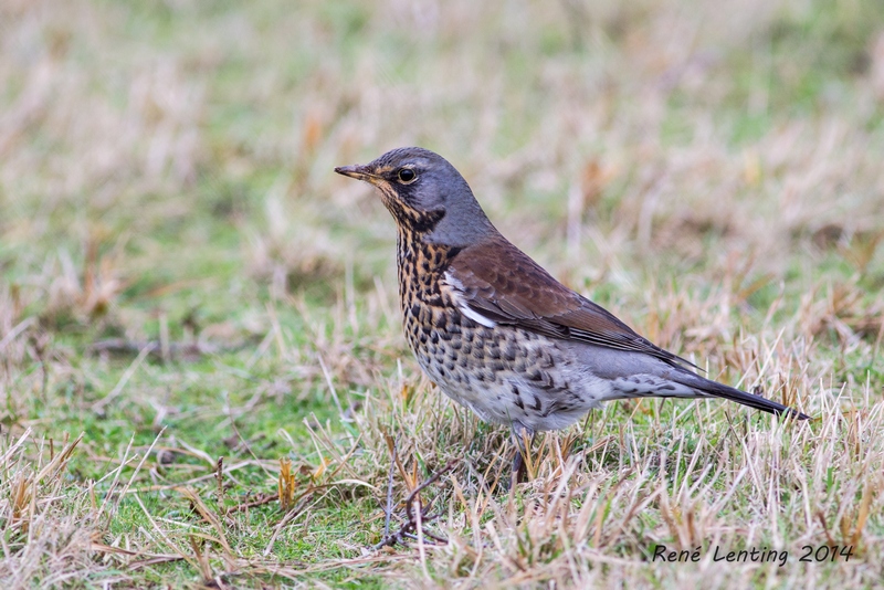 Kramsvogel