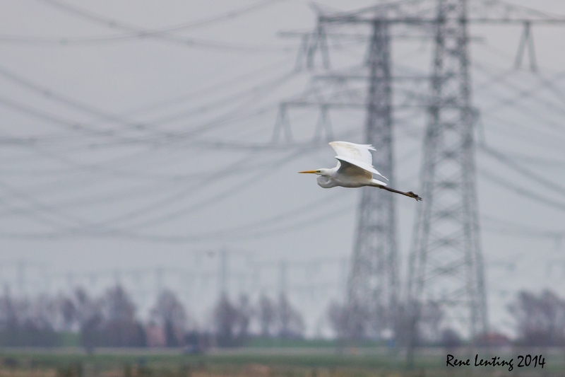 Grote Zilverreiger