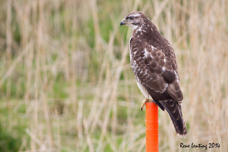 Buizerd
