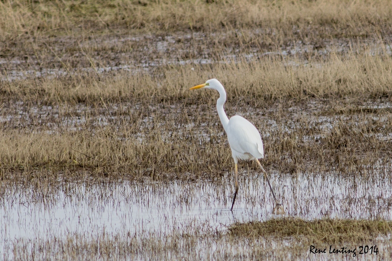 Grote Zilverreiger