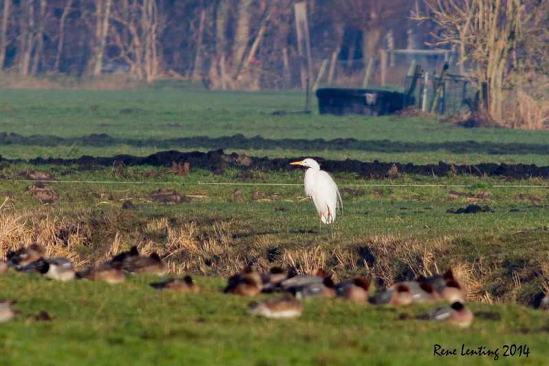 Grote Zilverreiger