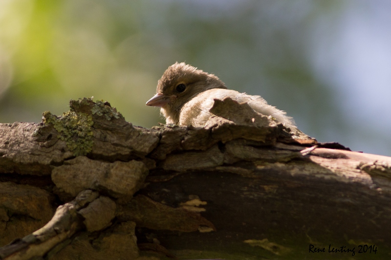 Vink