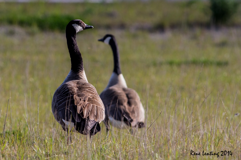 Grote Canadese Gans
