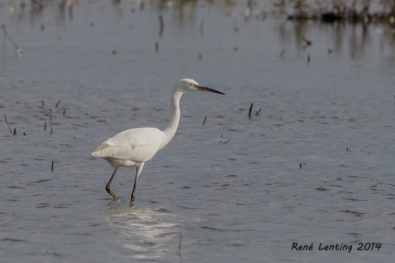 Kleine Zilverreiger