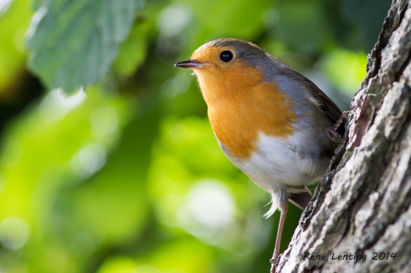 Roodborst