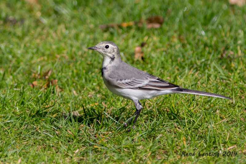 Witte Kwikstaart (juv)