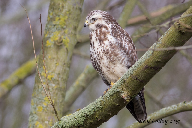 Buizerd