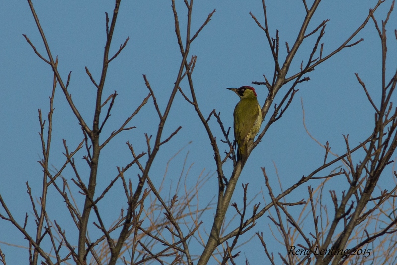 Groene Specht