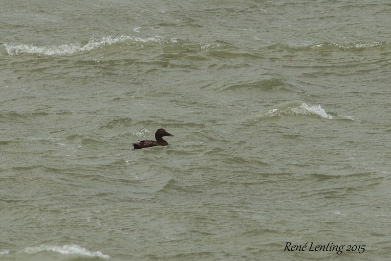 Eider
