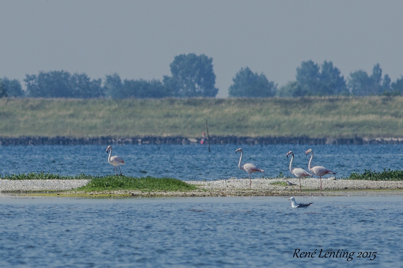Flamingo