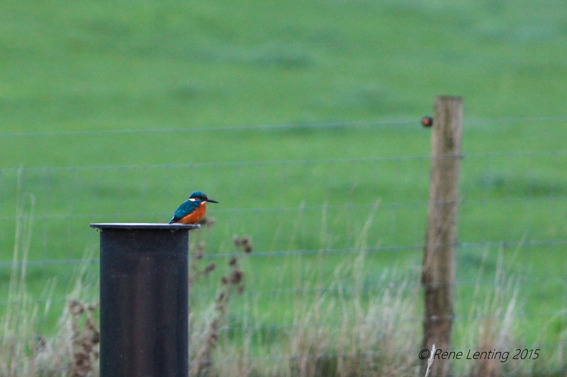 IJsvogel