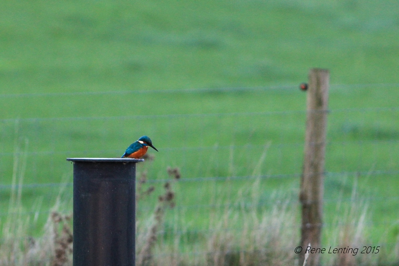 IJsvogel