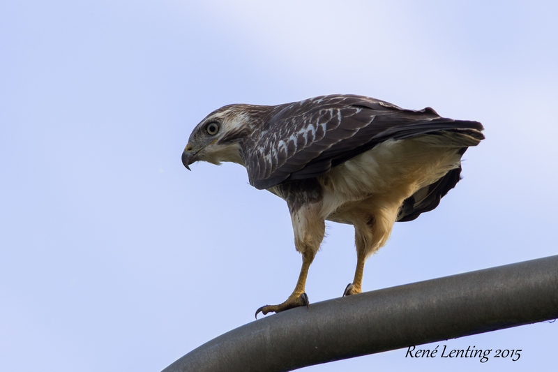 Buizerd