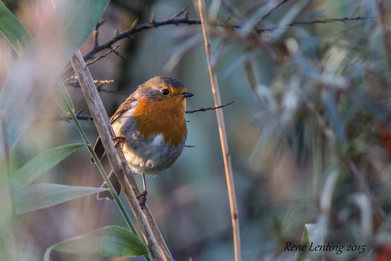 Roodborst
